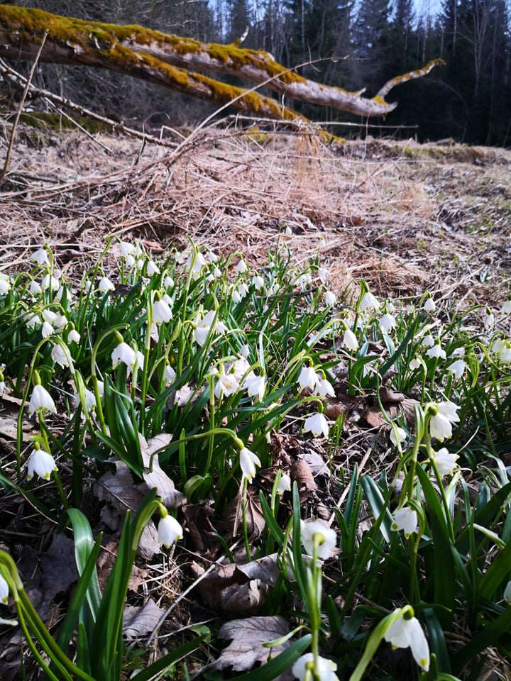 Beispielbild des Gerichts